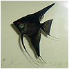 Jet Black Angel Fish