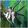 Veiltail Marble Angel Fish