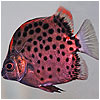 Red Scat Brackish Water Fish