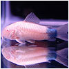 Colour Albino Cory Blue Tail Fish