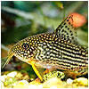 Cory Sterbai Fish