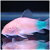 Colour Albino Cory Green Tail Fish