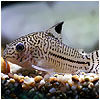 Leopard Corydoras Fish