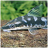 Otocinclus Zebra Fish