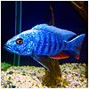 Electric Blue Fish