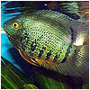 Green Severum Fish
