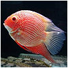 Red Spotted Severum Fish