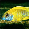 Yellow Peacock Fish