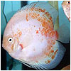 Calico Discus Fish