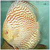 Golden Turquoise Albino Discus Fish