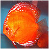 Marlboro Red Discus Fish