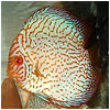 Red Map Discus Fish