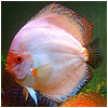 White Butterfly Discus Fish