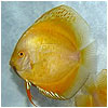 Yellow Crystal Discus Fish