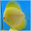 Yellow Diamond Discus Fish