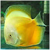 Yellow White Discus Fish