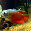 Blood Red Dwarf Gourami Fish