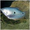Bluel Gourami Fish