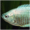 Cobalt Dwarf Gourami Fish