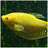 Golden Gourami Fish
