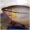 Pearl Gourami Fish
