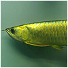 24k Gold Arowana Fish