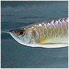 Premium Gold Arowana Fish