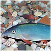 Blue Botia Loach Fish