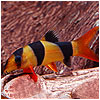 Clown Loach Fish