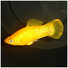 Golden Molly Fish