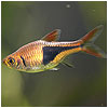Harlequin Rasbora Fish
